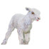 SAFARI LTD Lamb Figure