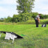 Izzo Golf Corn-Hole Chipping Game