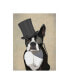 Фото #1 товара Fab Funky Boston Terrier, Formal Hound and Hat Canvas Art - 19.5" x 26"