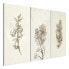 Wandbild Herbarium (3-teilig)