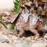 Фото #5 товара Фигурка Safari Ltd Armored Triceratops Figure Wild Safari (Дикий Сафари).