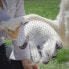 Фото #8 товара Перчатка для Расчесывания и Массажирования Животных Relpet InnovaGoods