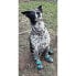 Фото #3 товара Healers Urban Walker Dog Boots - M/S - Teal - Machine Washable for Convenience