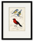 D'Orbigny Birds III 16" x 20" Framed and Matted Art